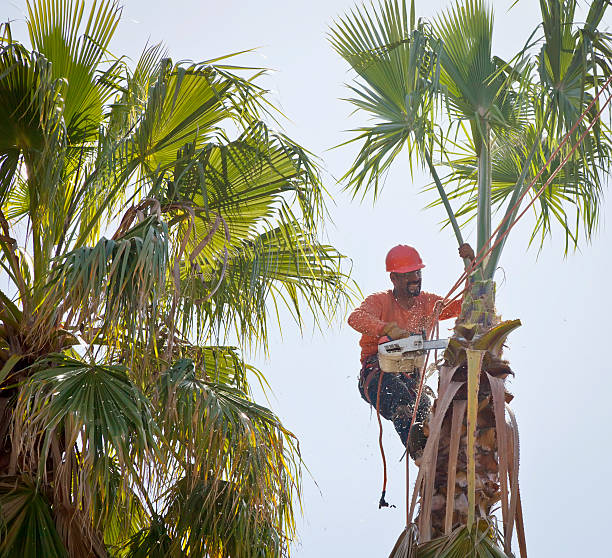 Trusted Hayward, CA Tree Service Experts